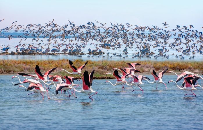 Balıkesir Manyas Kuş Cenneti'nde flamingolar ve sulak alanlar