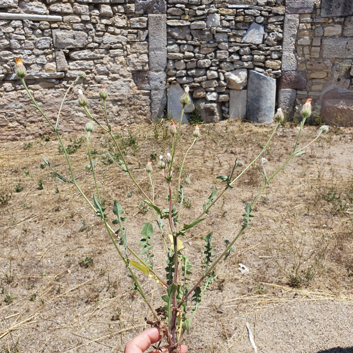 Alexandria Troas (Dalyan Köyü)