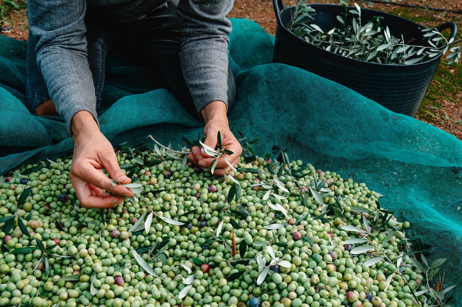 Zeytin hasadında toplanan taze zeytinler